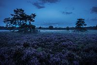 Lande de bruyère pendant l'heure de blouweh