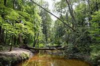 im Wald mit umgestürztem Baum über Bach