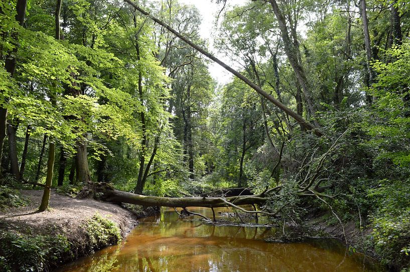 in the forest with fallen tree over stream by Joke te Grotenhuis