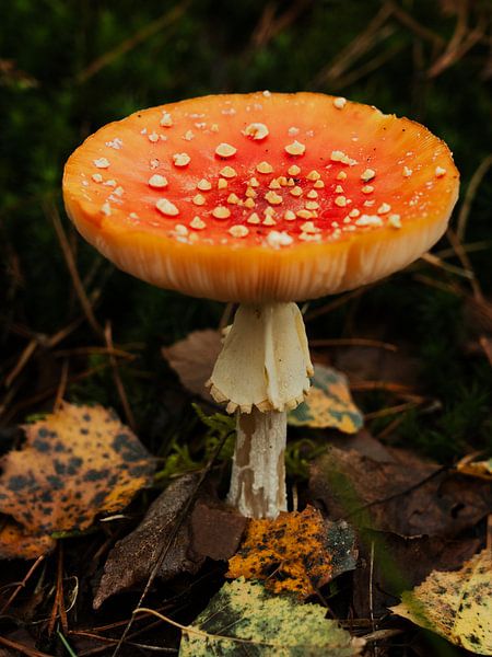 Mushroom in the forest by Sharonne Verkaik