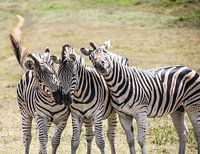 three zebras