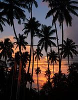 Palmbomen in de avond