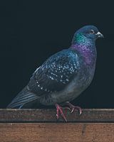 Pigeon coloré sur poutre en bois