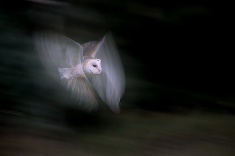Barn owl or angel after all? by Larissa Rand