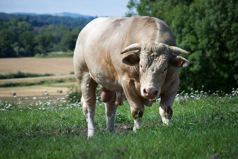 Moulin Stier von Bob de Bruin