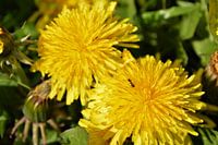 Kleine Ameise auf einem Löwenzahn