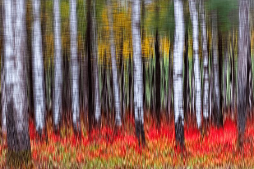 The magic of the forest by Ton Kuijpers