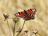 Peacock butterfly