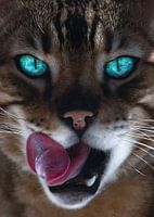 Close up of bengal cat