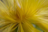 Rêveur grâce à des lignes diagonales jaunes et douces