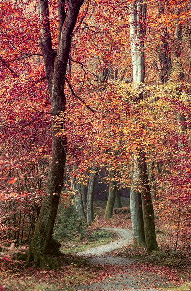 Symphonie d'automne par Lars van de Goor