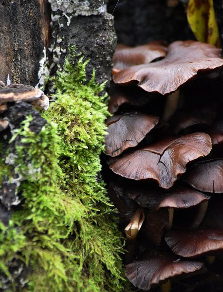 Ein Baumstamm voll mit Pilzen von Iris Fitsch