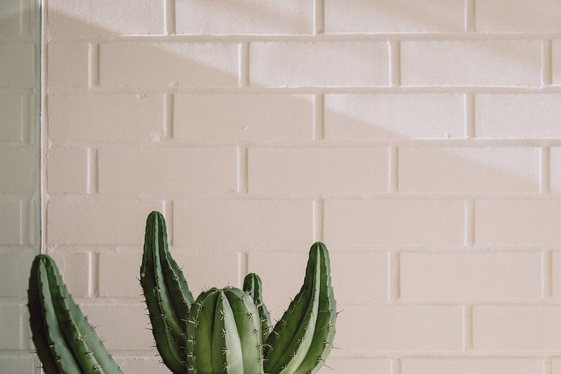 Kaktus von Karlijne Geudens