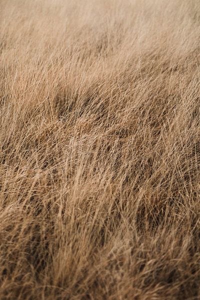 The Veluwe wind in the grass by Nanda van der Eijk