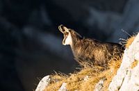 Le chamois dans les Alpes