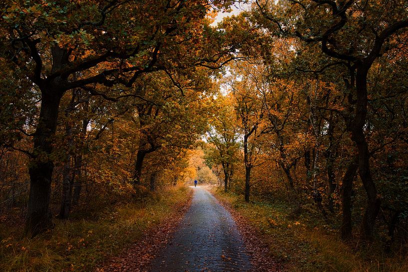 Radfahrer im herbstlichen Wald von peterheinspictures