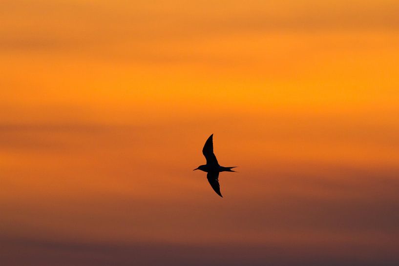 Flussseeschwalbe im Abendlicht von Menno van Duijn