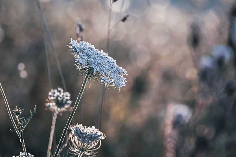 Meinerswijk part 97 van Tania Perneel