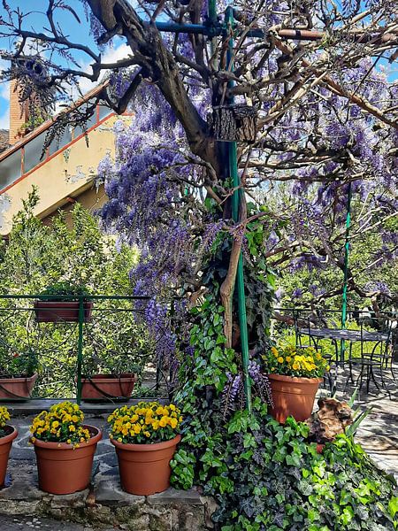 Wisteria Momente 6 von Dorothy Berry-Lound