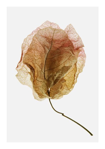 Veined Elegance by Shot by Clint