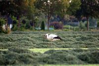 Ooievaar in Lemelervelds weiland