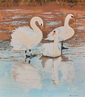 Wildschwäne draußen auf einer 5 mm dicken, frisch gefrorenen Eisdecke