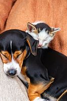 Chien endormi avec chaton