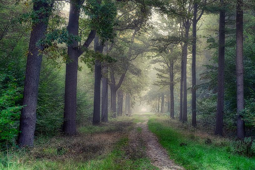 Breda Liesbos im Nebel von Egon Zitter