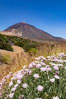 Blüte im Teide Nationalpark, Kanarische Inseln, Spanien