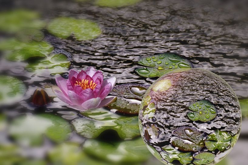 In der Glaskugel - Seerosenteich von Christine Nöhmeier
