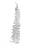 Monoprint Nadelfarn