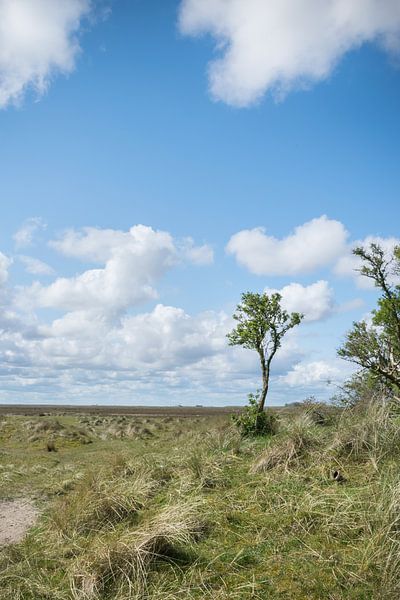 Panorama avec arbre sur Schiermonnikoog par Patrick Verhoef