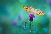 Der Mantel des Kaisers