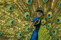 Peacock shows off its tail feathers