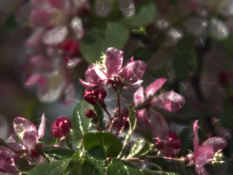 pink blooms by Edgar Schermaul
