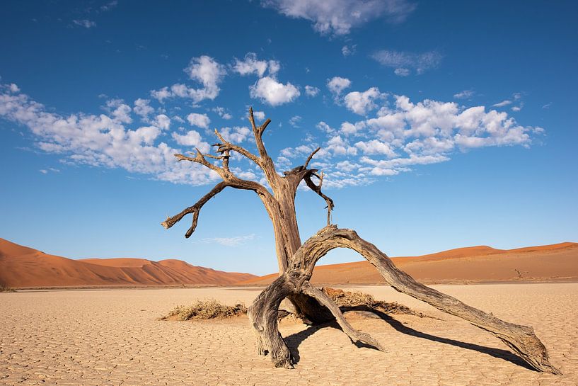 Hiddenvlei von Felix Sedney