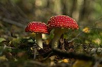 Together side by side