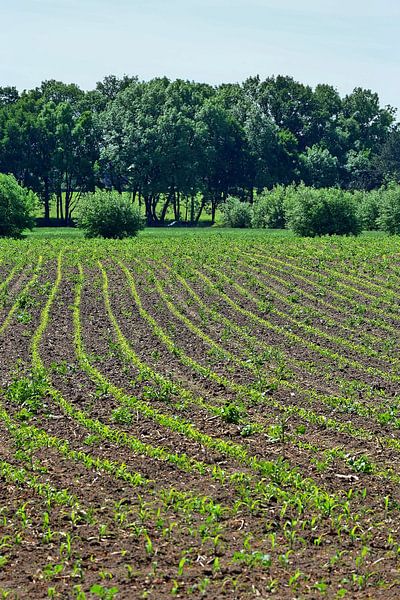 Semer par Edgar Schermaul