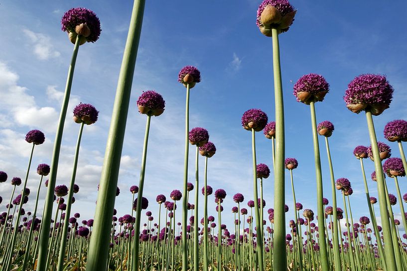 Ornamental onion or Allium aflatunense by Roelof Foppen