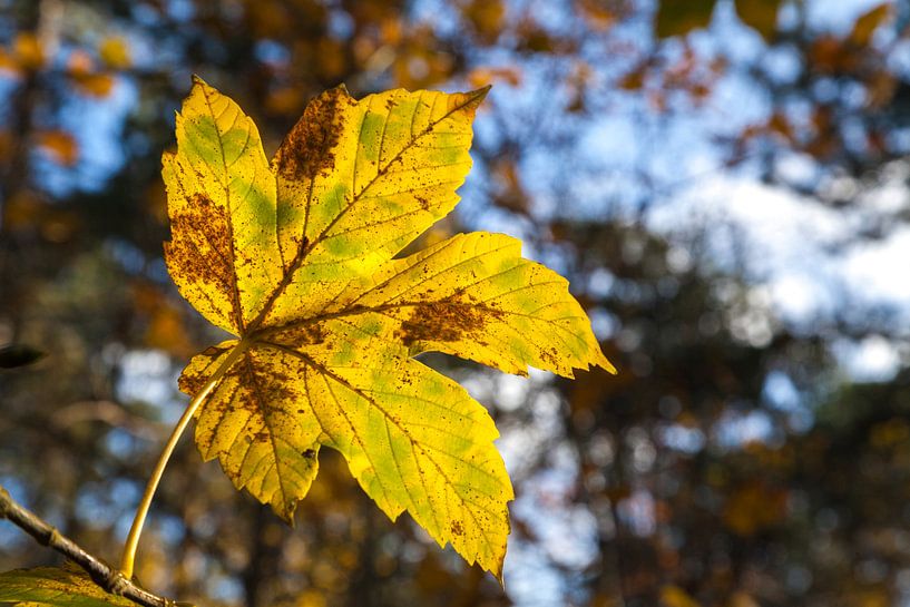 Autumnleaf in the sun by Nel Diepstraten