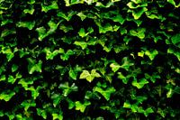 The Ivy Wall