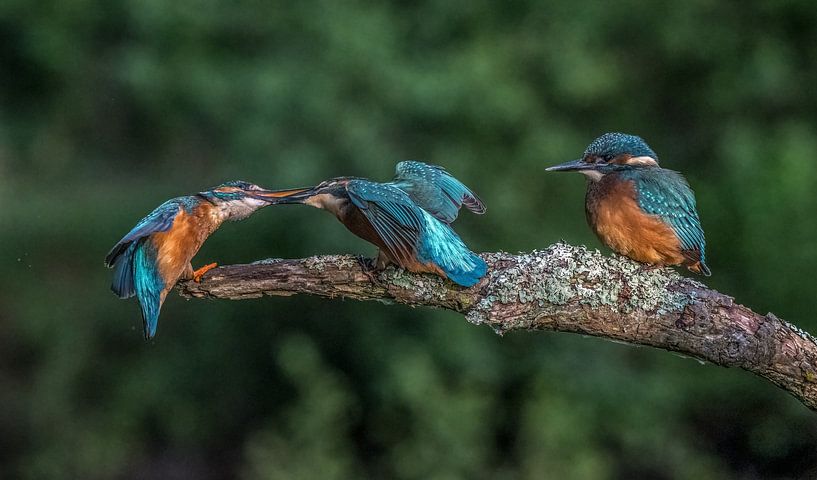 Food delivery! by Robert Kok