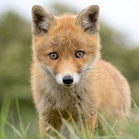 Junger Fuchs Nahaufnahme