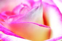 Weiss Rote Rose - Blüte