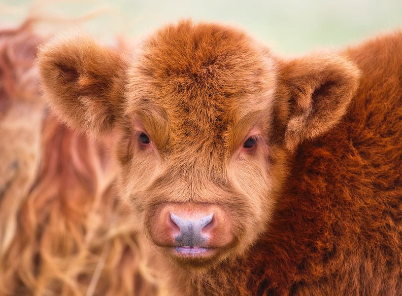 Porträt Schottischer Highlander von WeVaFotografie