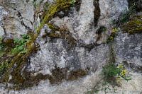 Still life of rock wall with vegetation.