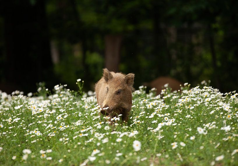 Wildschwein von Corrie Post