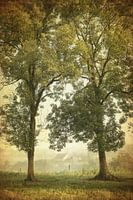 Zwischen zwei Bäumen