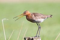 Black-tailed godwit