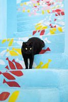 Diese Fische gehören mir! - Schwarze Katze auf blauer Treppe mit Fischmuster in Algarve, Portugal
